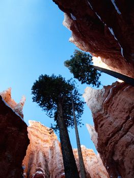 Trees soaring toward blue in Navajo loop trail in Bryce Canyon