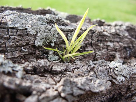 Closeup of a herb growing on a tree