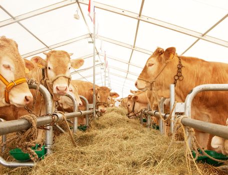 French cows lined up during a fair contest