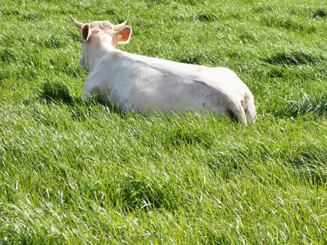 Cow resting on a fresh field of green grass at spring