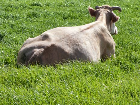 Cow resting on a fresh field of green grass at spring