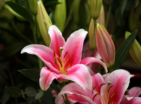 Pink lilies on a dark background