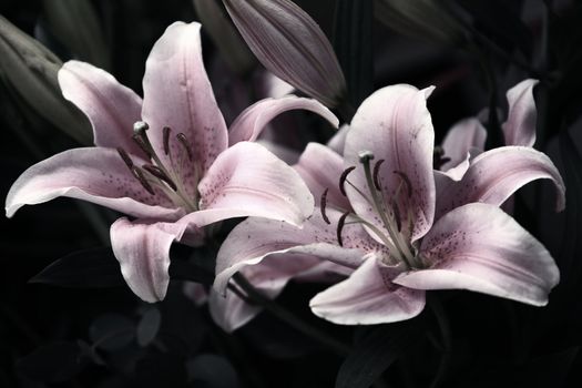 Pink lilies on a dark background