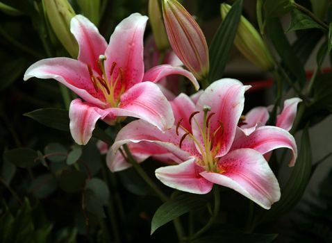 Pink lilies on a dark background