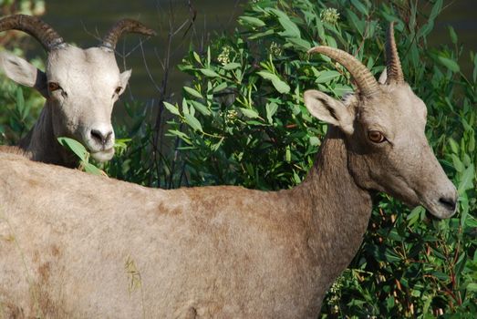 Desert sheep in the wilderness