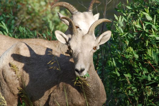 Desert sheep in the wilderness