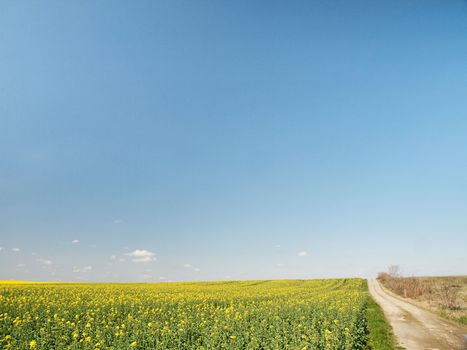 Rapeseed field under blue sky with countryside road