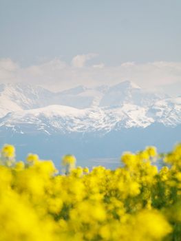 Rapeseed field with Pyrenees mountains on the background