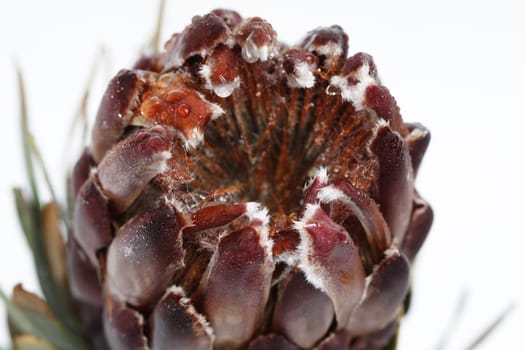 artichoke flower, small dof, focus made on petal tips