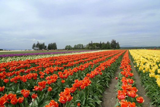 a view of flowers in a tulip field