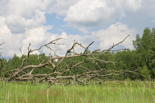 Dead tree lying in a green field