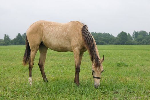 Horse standing in a field, eating grass
