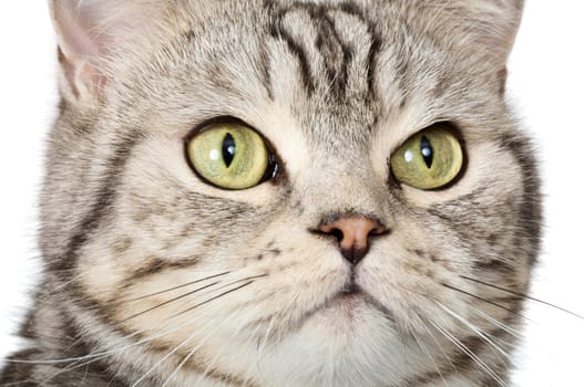 Beautiful portrait of a cat face on white background