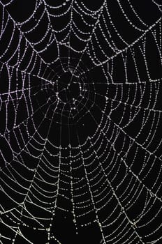 Close-up of the spider web with glistening dewdrops