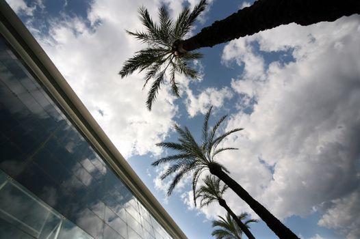 Palm trees on a background of the sky