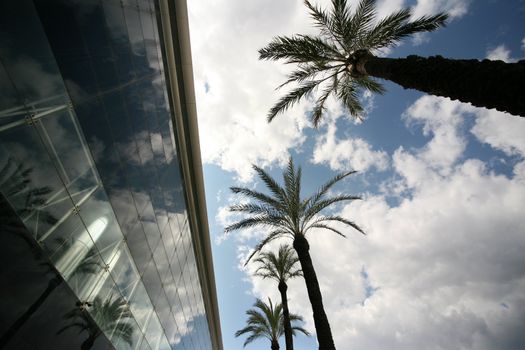 Palm trees on a background of the sky