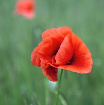 Closeup of poppy standing in the field