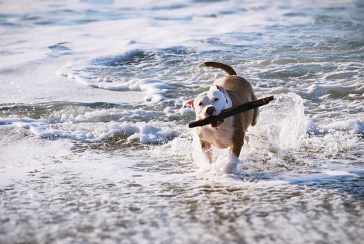 Dog fetching while running from the ocean.