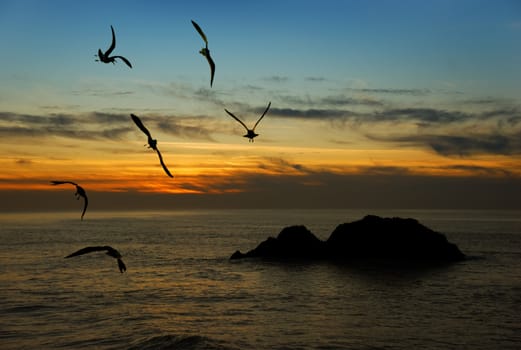 Seagulls flying over the Pacific coast in Califonia in twilight.