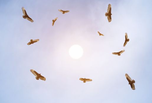 Turkey vultures soaring and observing the ground.