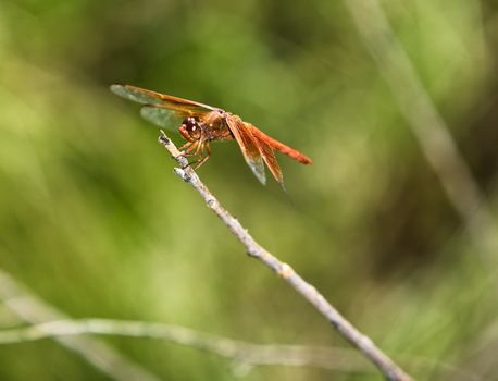 Red dragonfly perched on a bare twig