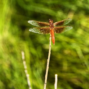 Red dragonfly perched on a bare twig