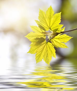A photography of spring leaf reflection in the water