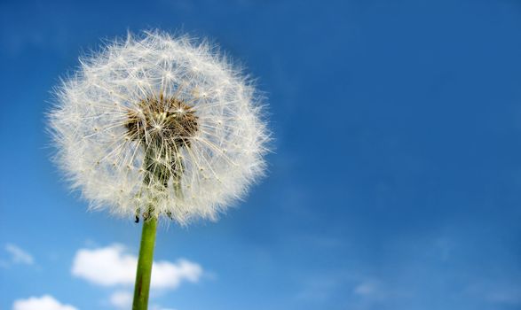 Dandelion on blue sky