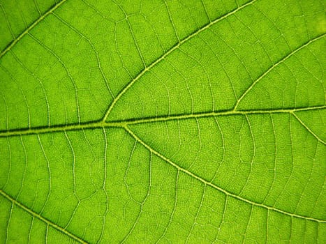 Green leaf macro photography, background