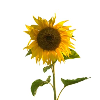 Beautiful yellow sunflower isolated on white background