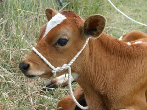 Red and White Calf with Rope Halter Lying down