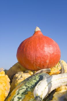 hokkaido and other pumpkins outdoor