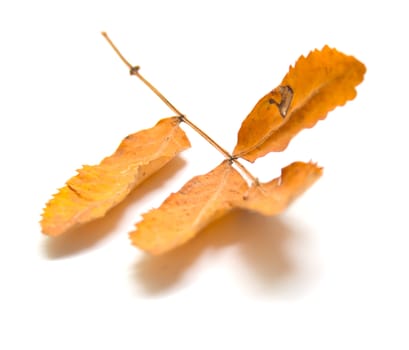Autumn leaf of a mountain ash. Isolation on a white background
