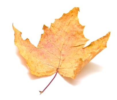 Autumn maple leaf on white background. Isolation, shallow DOF