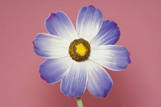 artificial fabric flower, pink background