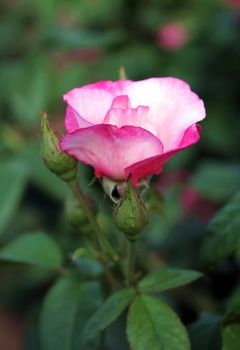 Pink rose on flowerbed