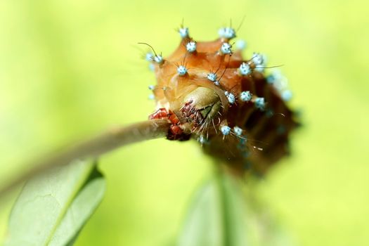 Caterpillar on branch of the tree.