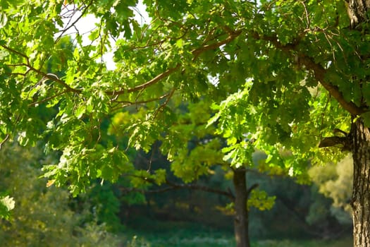 Summer at the park. A landscape