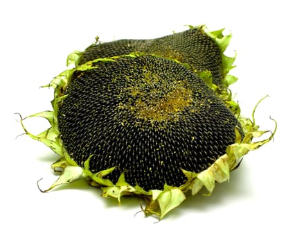 sunflowers on white background. Isolation, shallow DOF
