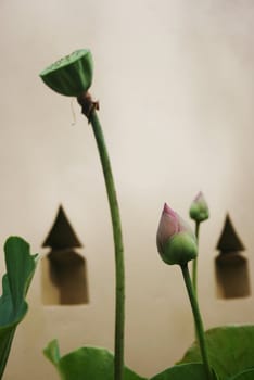 A new born lotus which contrast with a gone lotus. Lotus is the holistic symbol in eastern culture. Background there are two "sharp' or "symbol that always appear in the Eastern Temple.