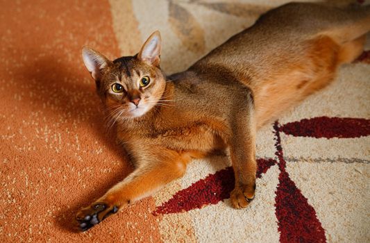 verry cool and wounderful young abyssinian cat photo