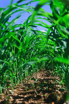 Row of corn on an agricultural field.