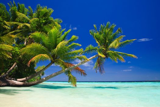 Tropical Paradise at Maldives with palms and blue sky