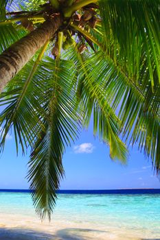 Tropical Paradise at Maldives with palms and blue sky
