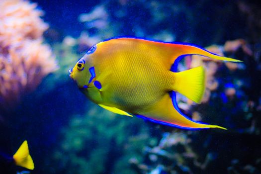 under water world at Maldives blue clear sea