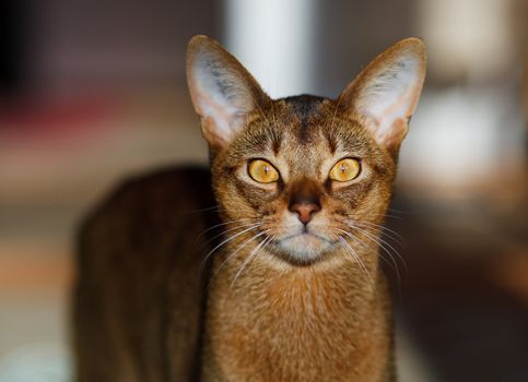 verry cool and wounderful young abyssinian cat photo