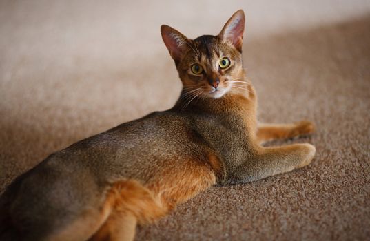 verry cool and wounderful young abyssinian cat photo