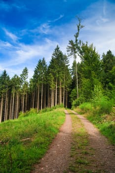 Panorama of summer Landscape, please see also other my picture