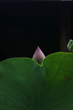 A new born lotus behind a green leaf.