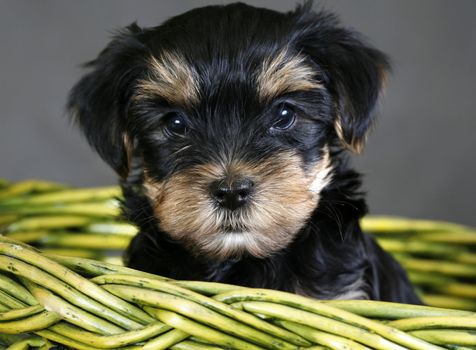 Baby of the yorkshire terrier in a green basket